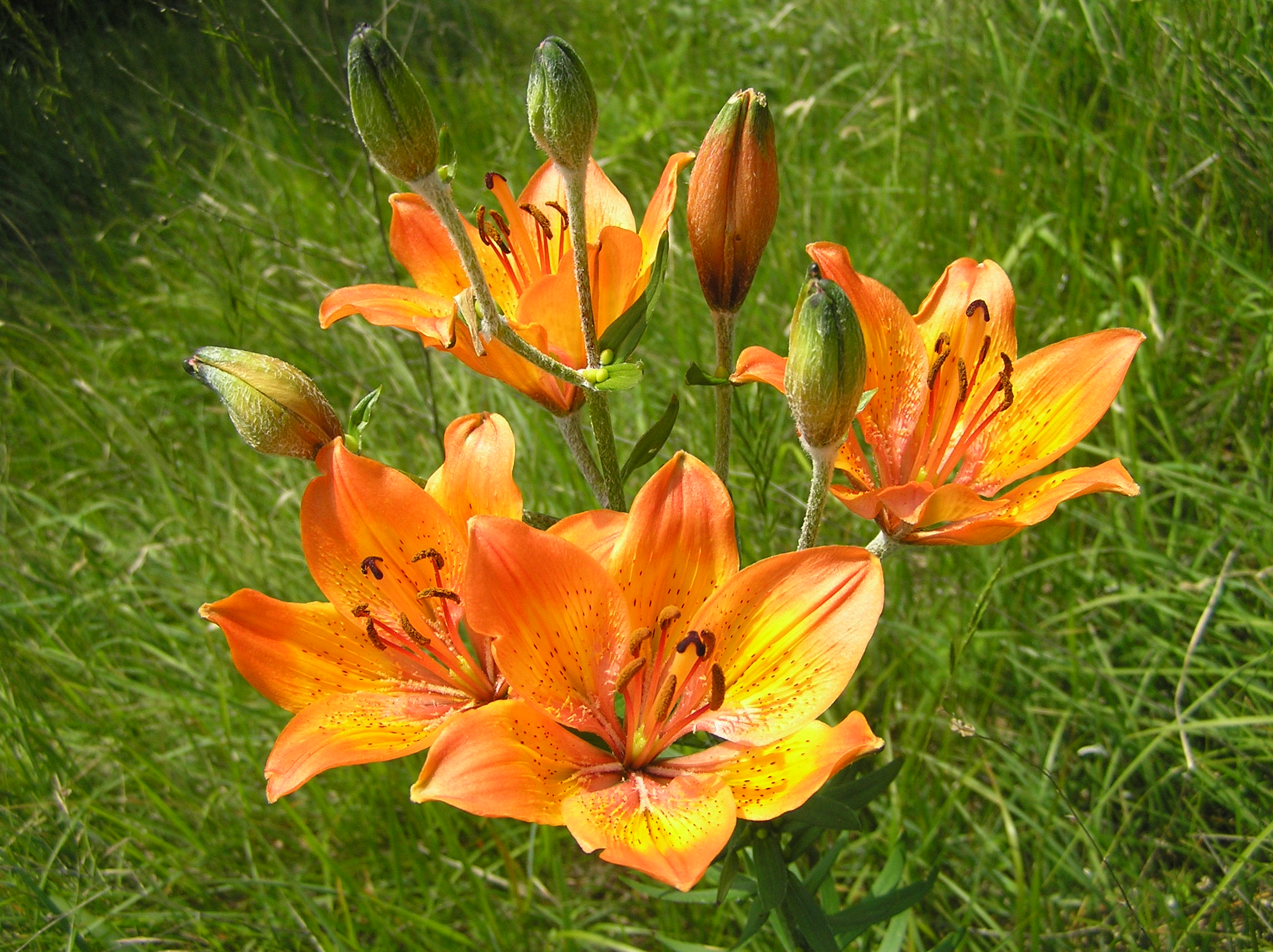 Lilium bulbiferum - Giglio di S. Giovanni