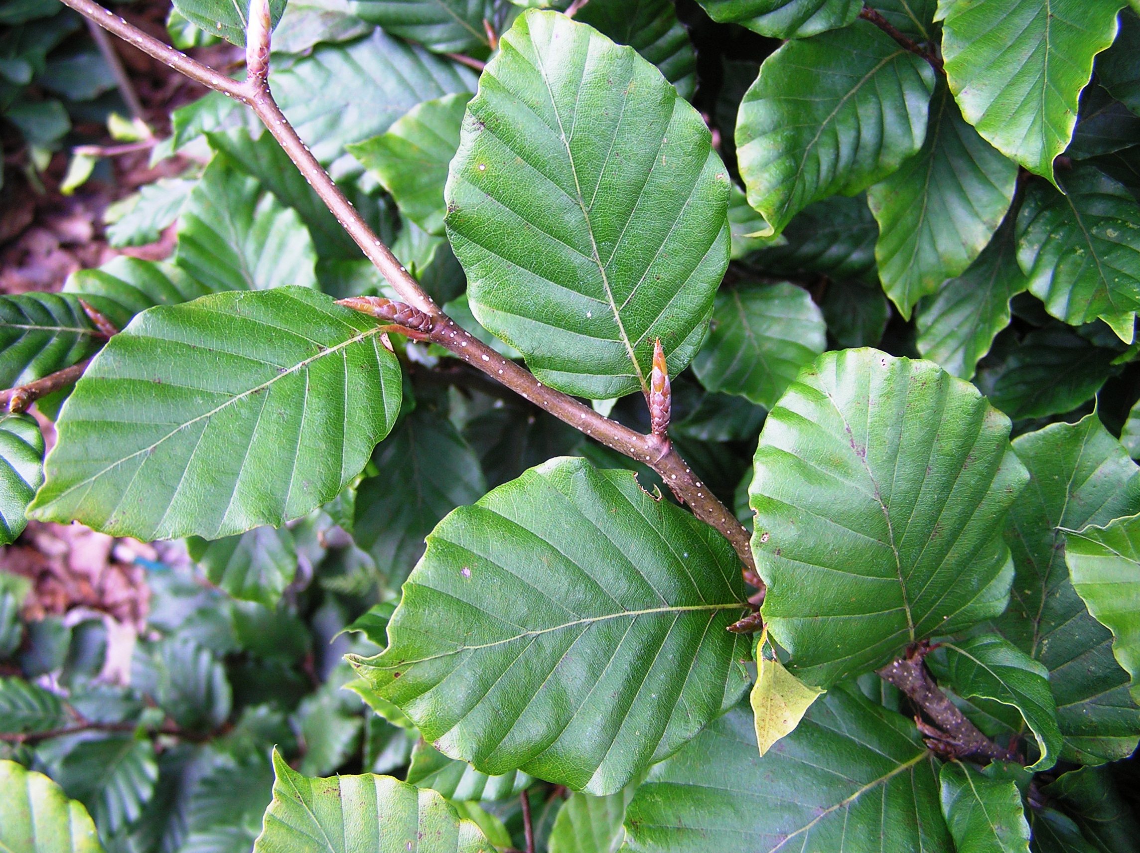 Fagus sylvatica - Faggio