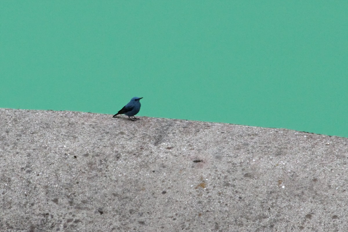 Monticola solitarius - Passero solitario