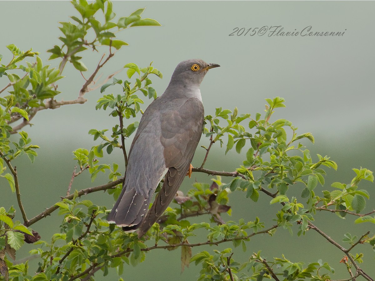 Cuculus canorus - Cuculo