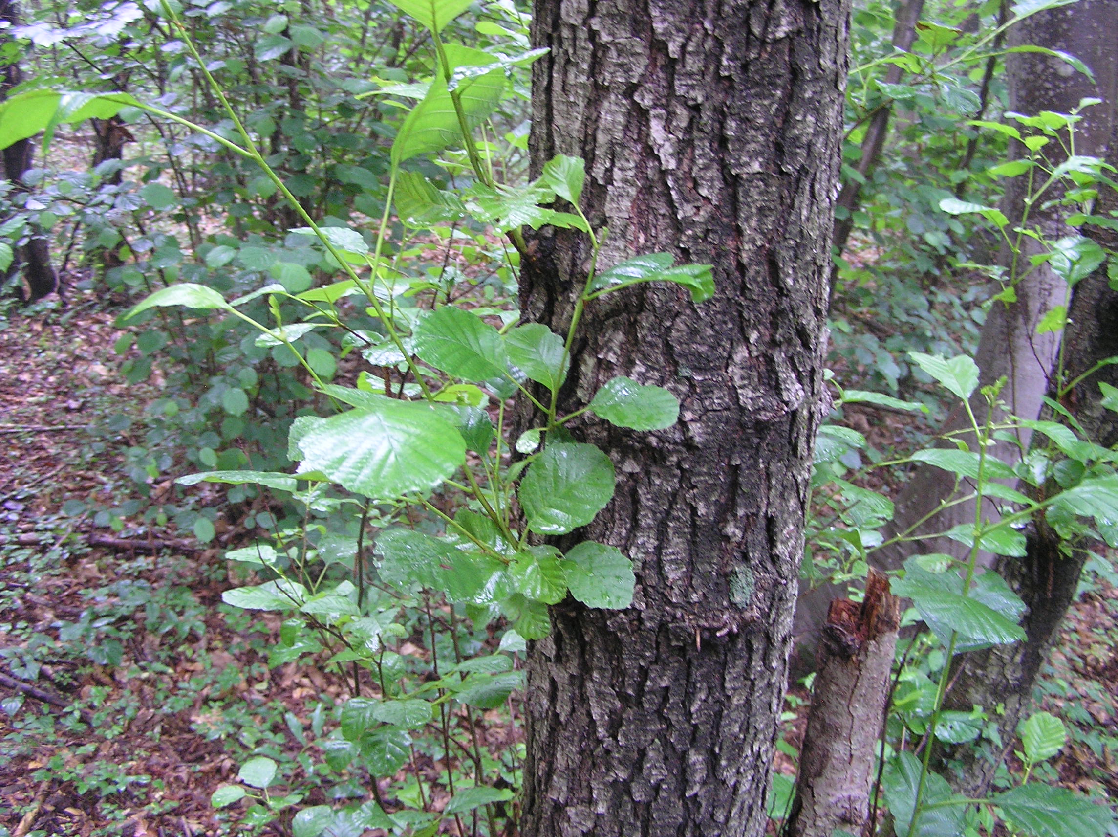 Alnus glutinosa - Ontano nero