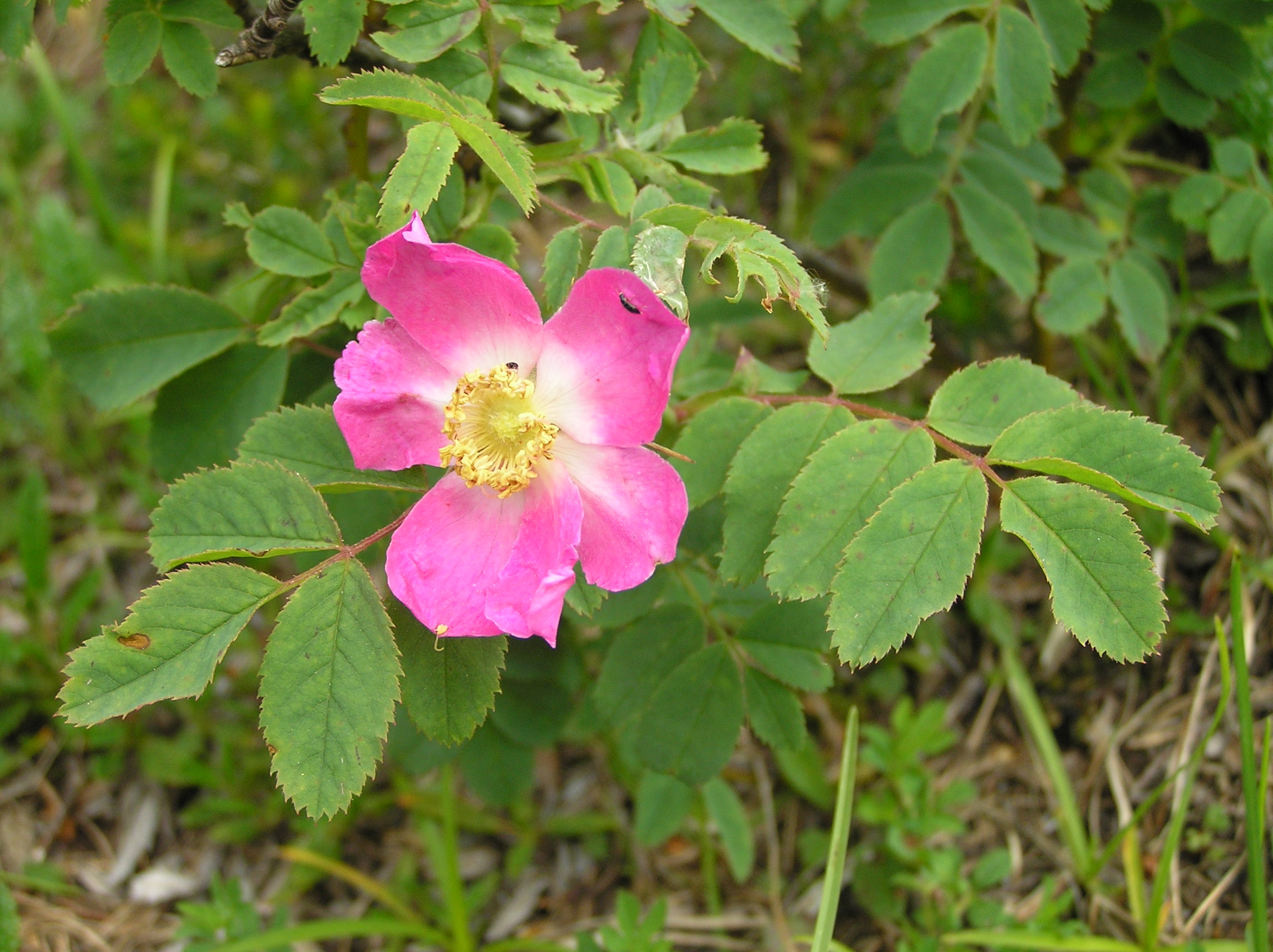 Rosa pendulina - Rosa alpina