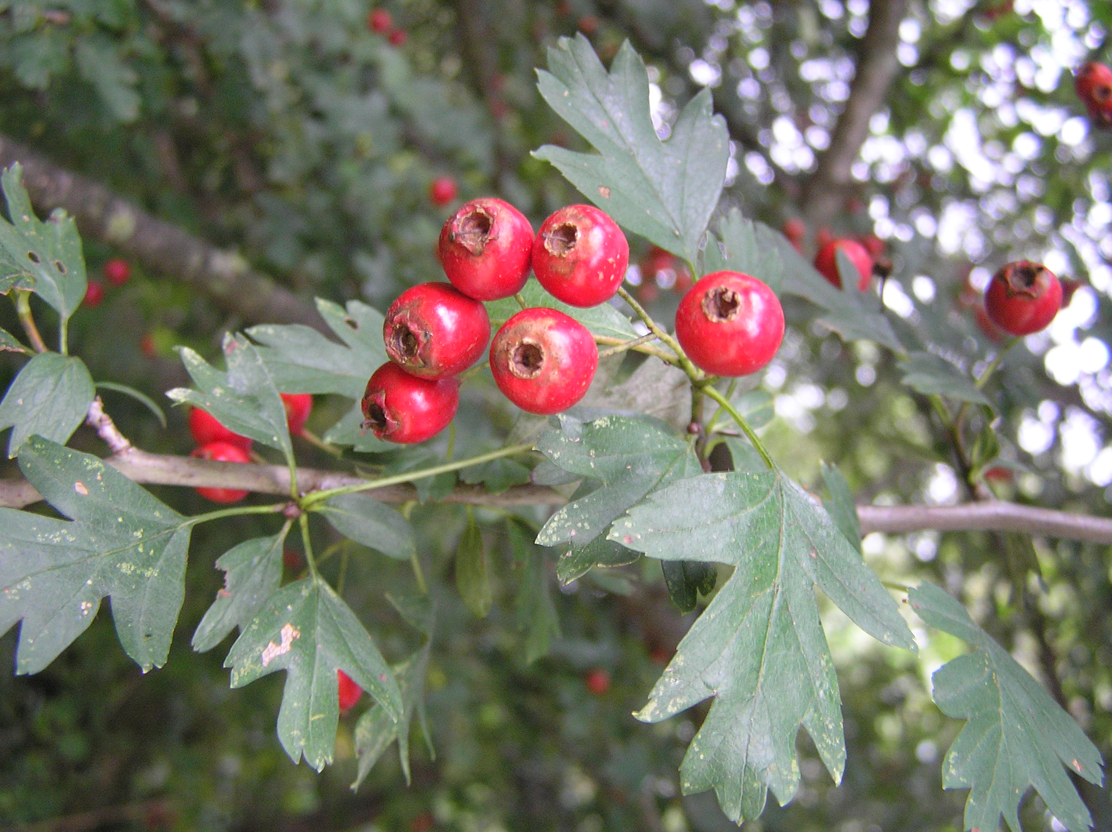 Crataegus monogyna - Biancospino