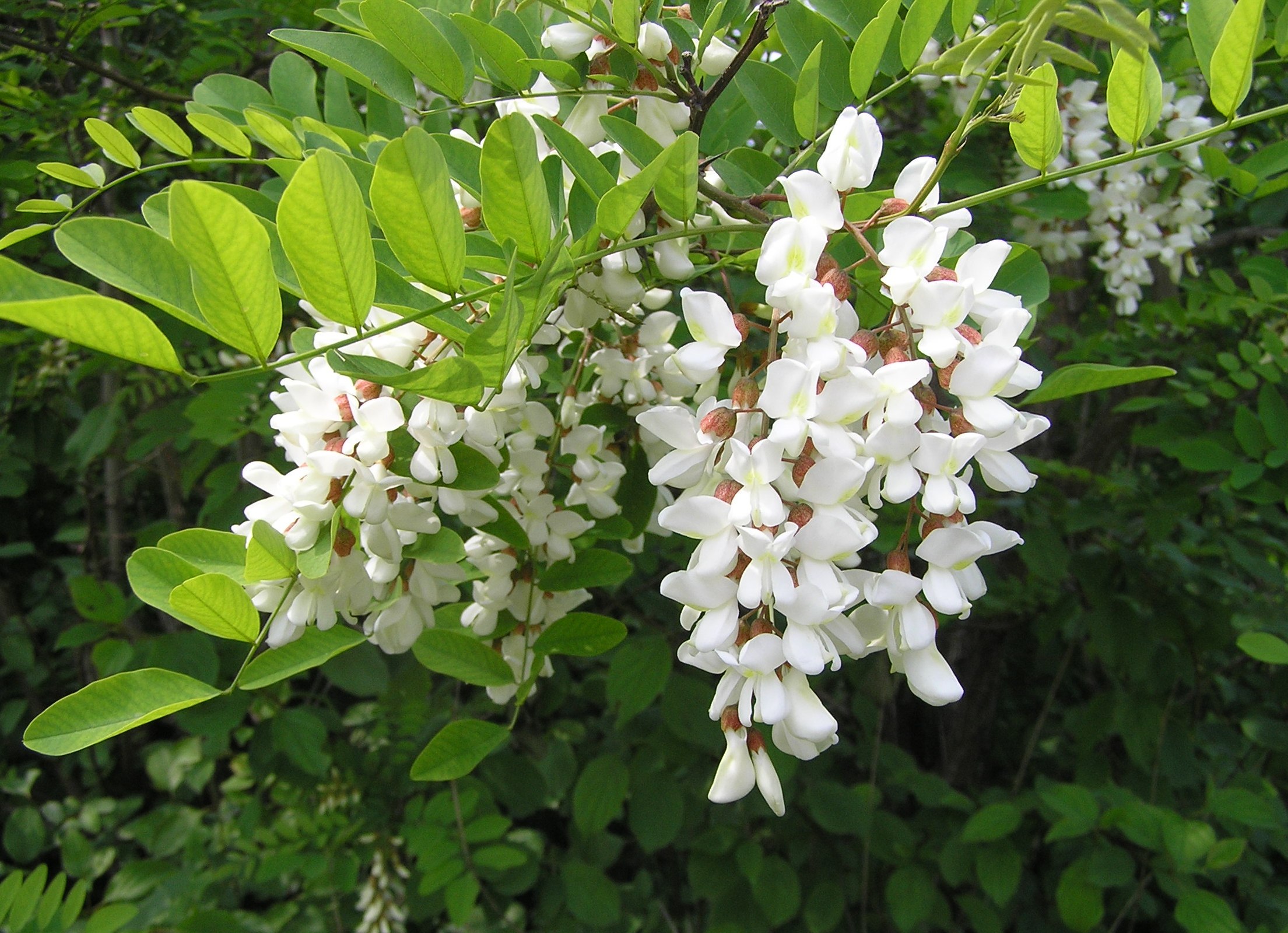 Robinia pseudoacacia - Robinia