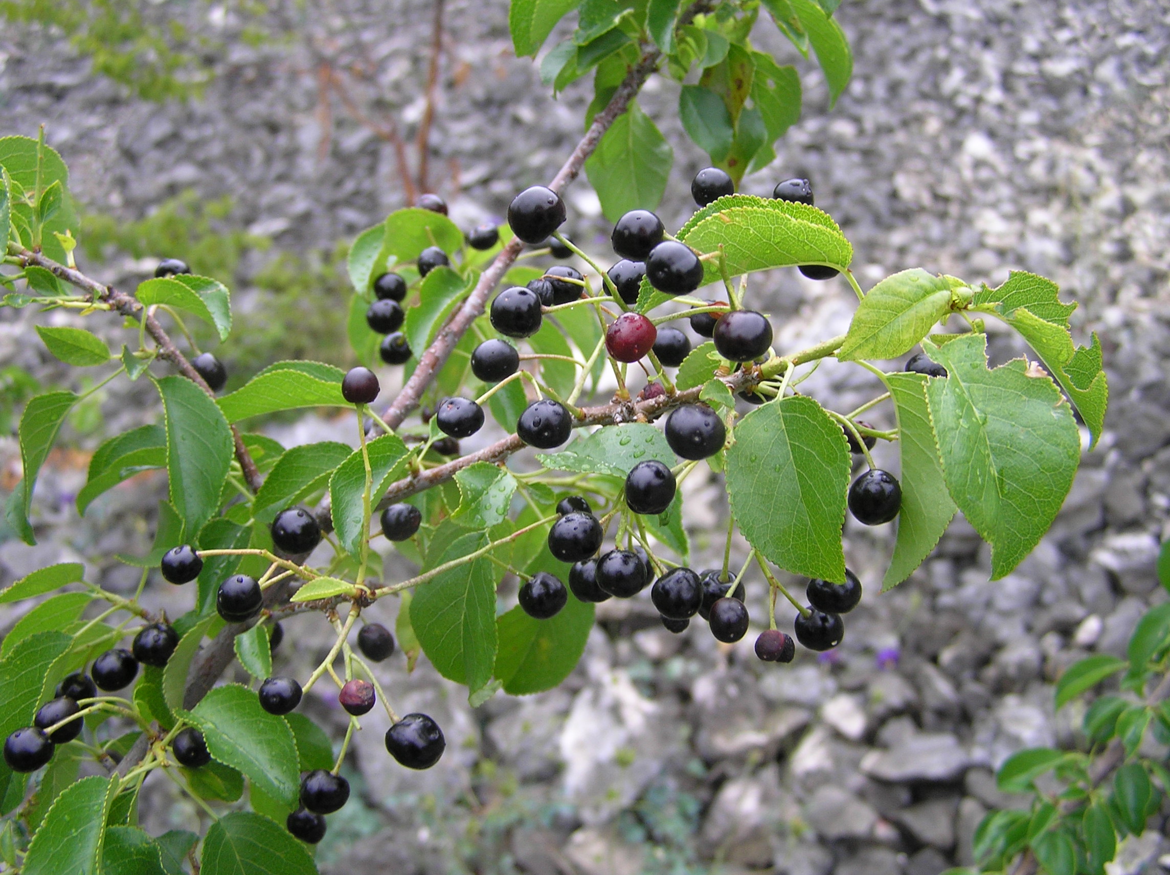 Prunus mahaleb - Ciliegio canino