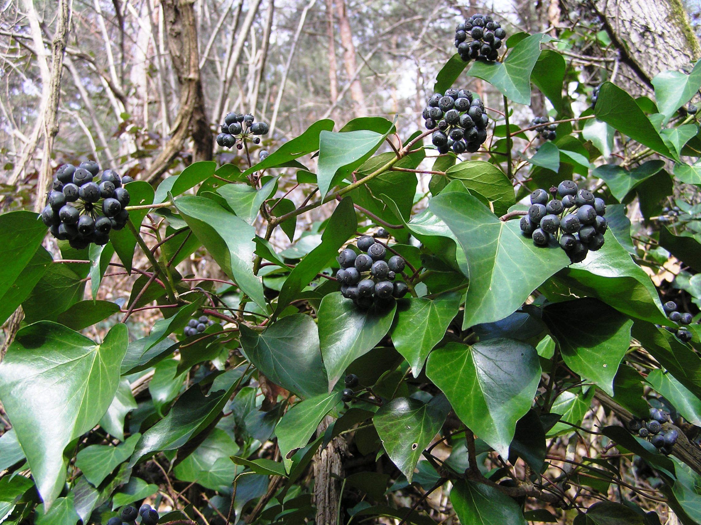 Hedera helix - Edera comune