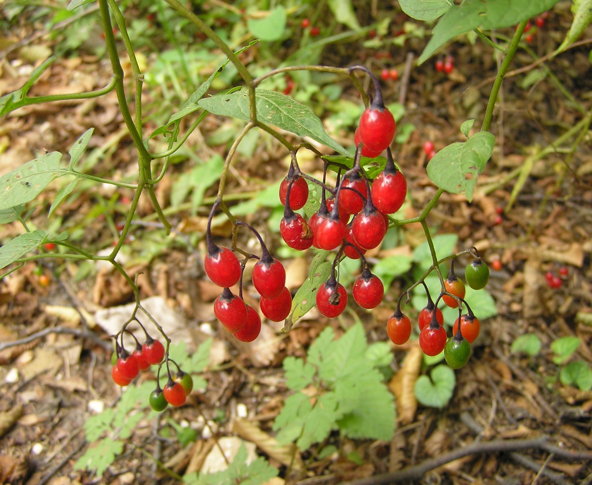 Solanum dulcamara - Dulcamara