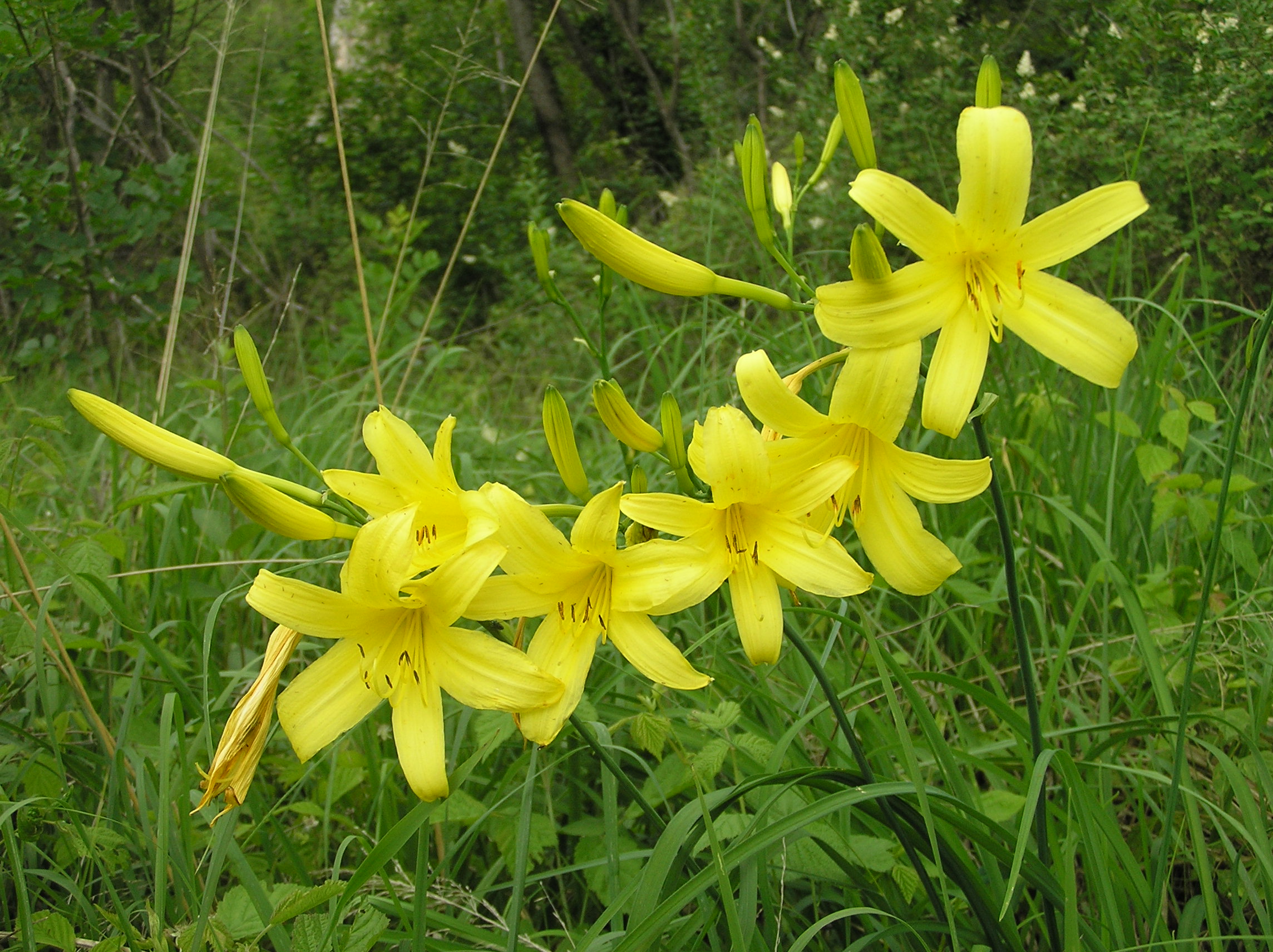 Hemerocallis lilio-asphodelus - Giglio dorato