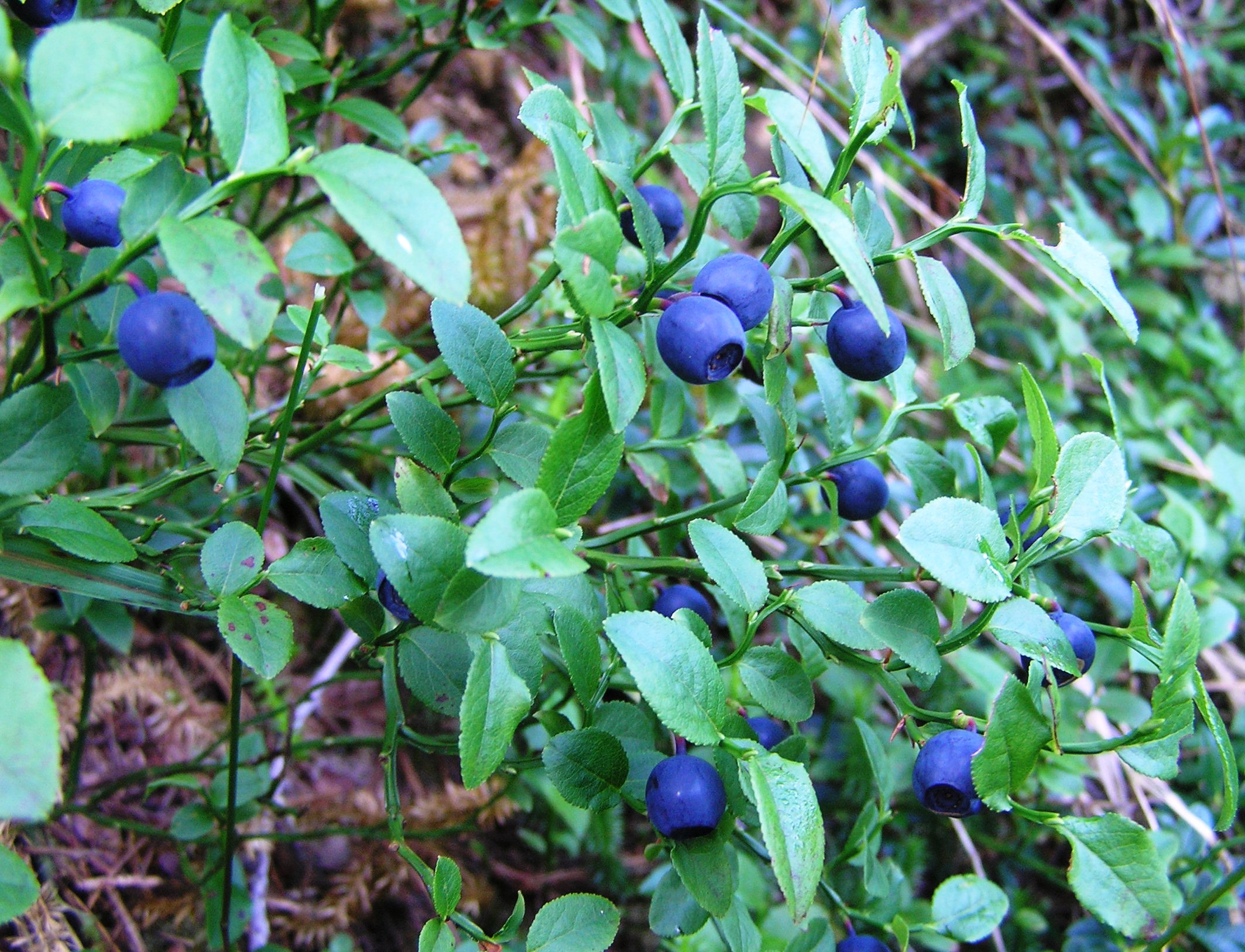 Vaccinium myrtillus - Mirtillo nero