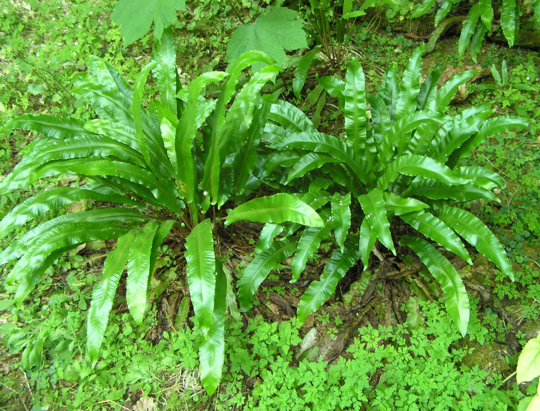 Phyllitis scolopendrium - Lingua di cervo