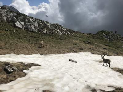 stambecchi in fine busa dei Vediei