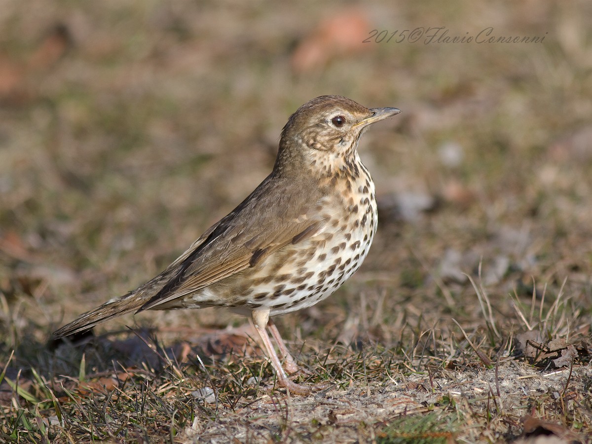 Turdus philomelos - Tordo bottaccio