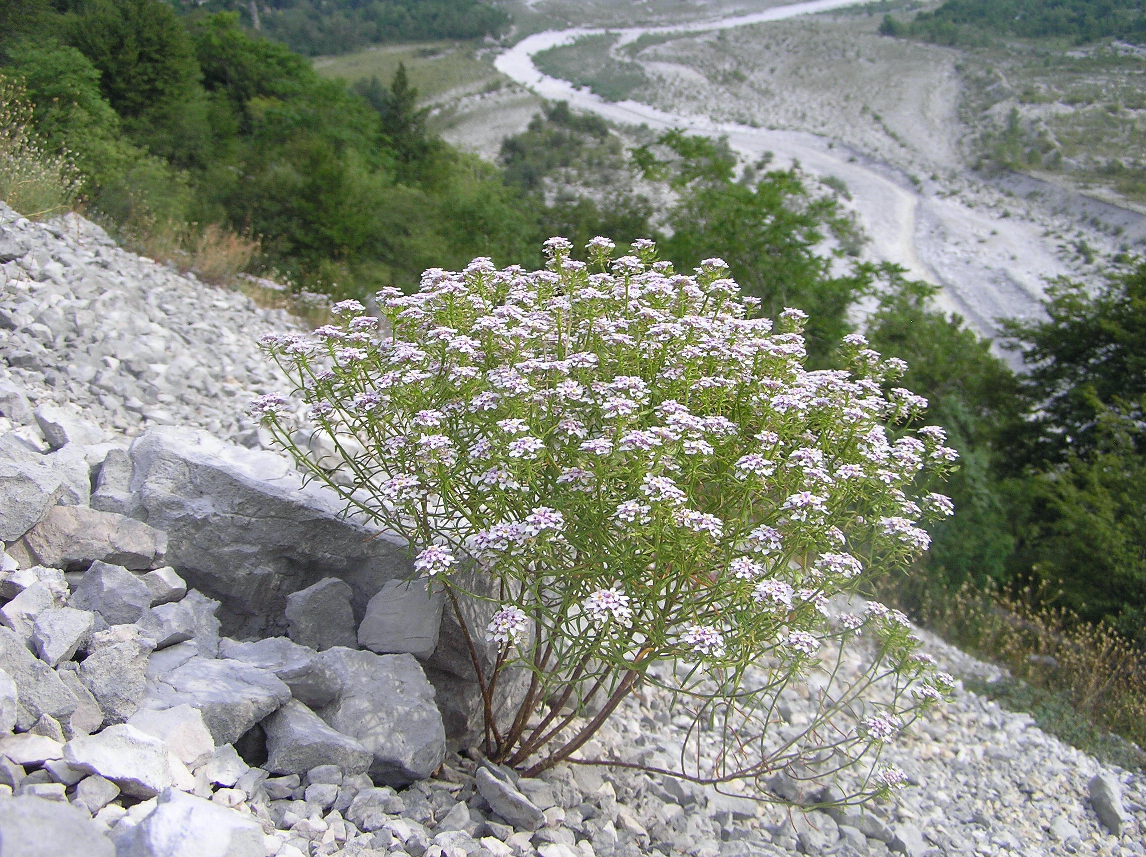 Iberis linifolia - Iberide rosea