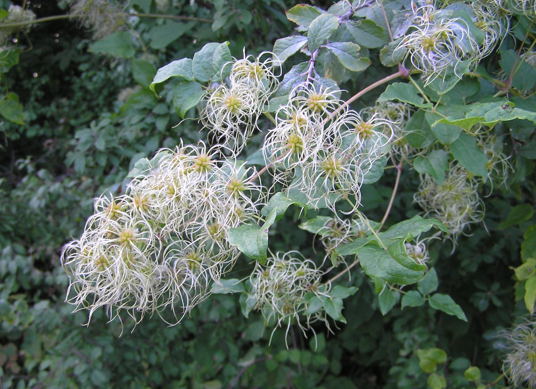 Clematis vitalba - Clematide vitalba