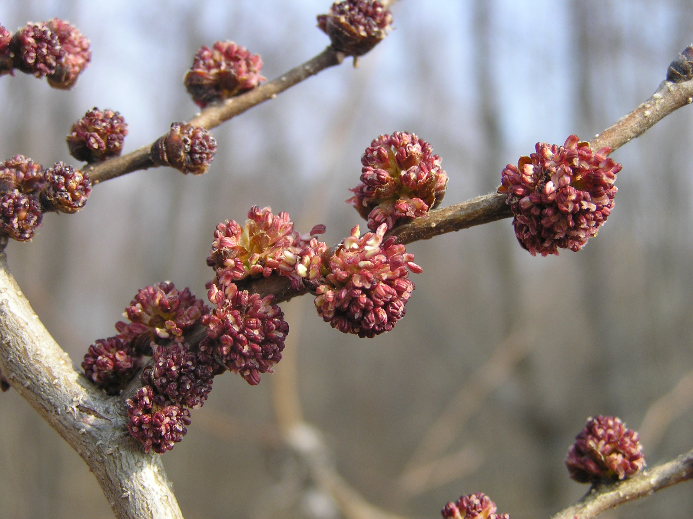 Ulmus minor - Olmo campestre