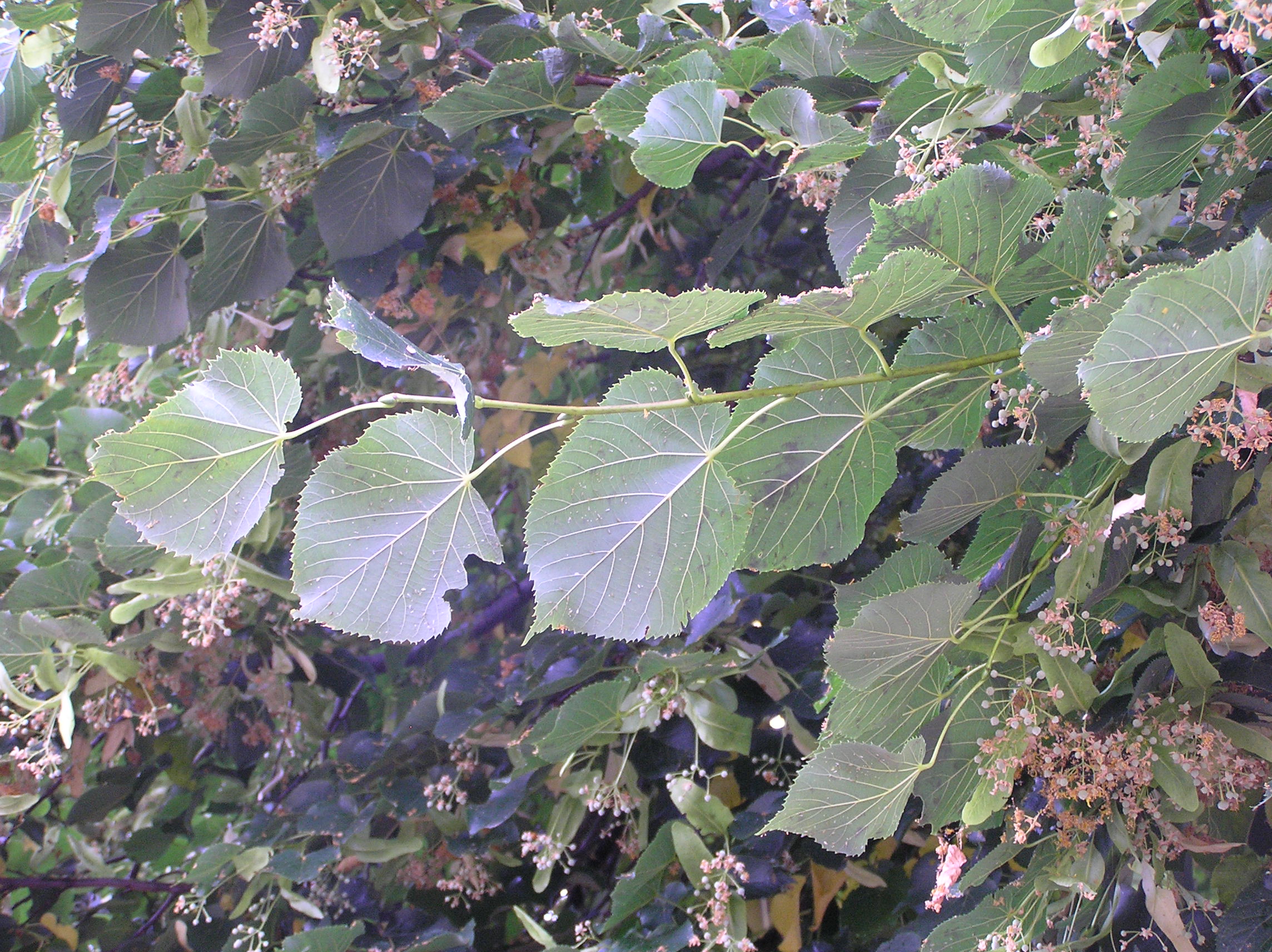 Tilia platyphyllos - Tiglio nostrano