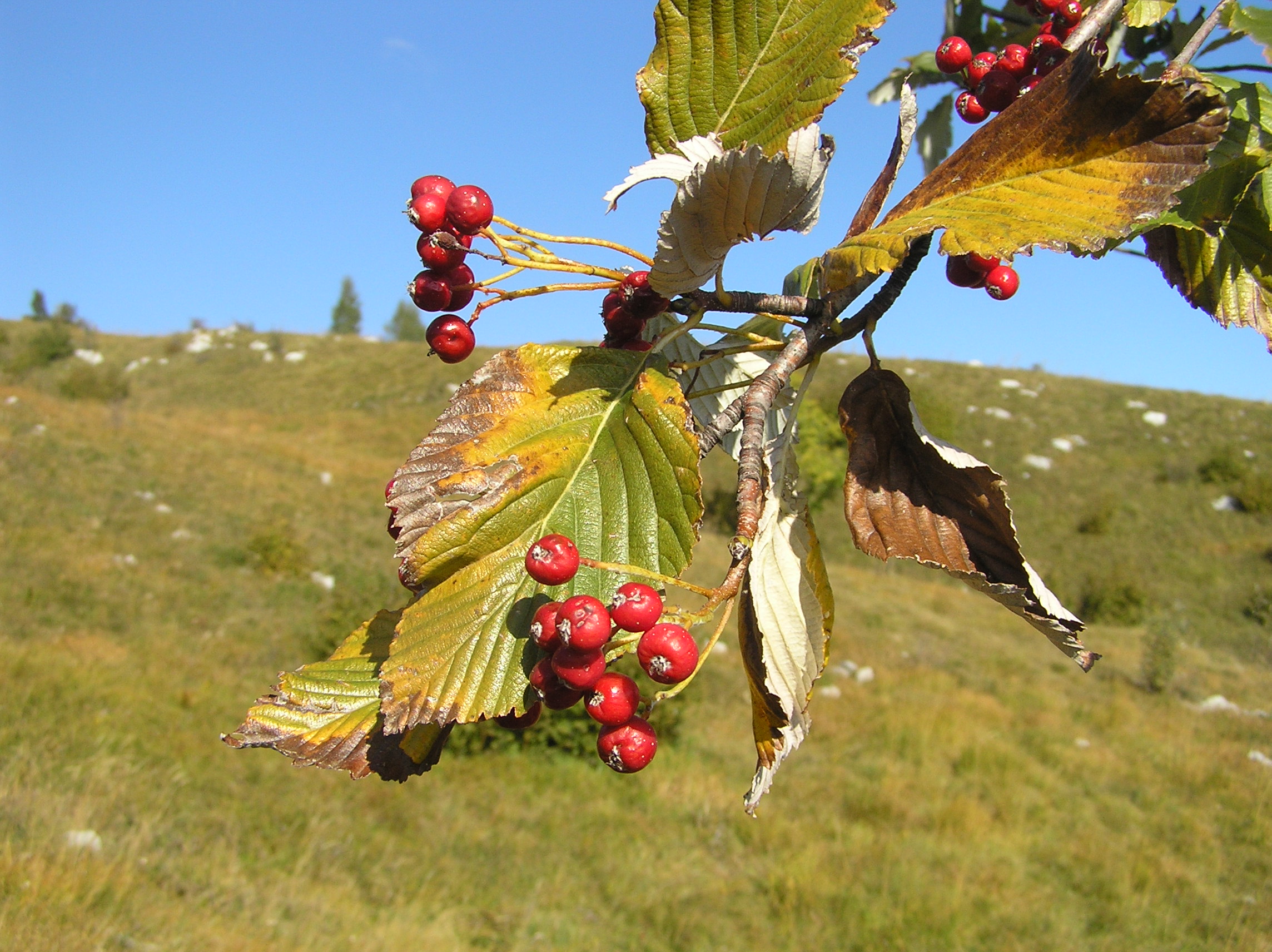 Sorbus aria - Sorbo montano