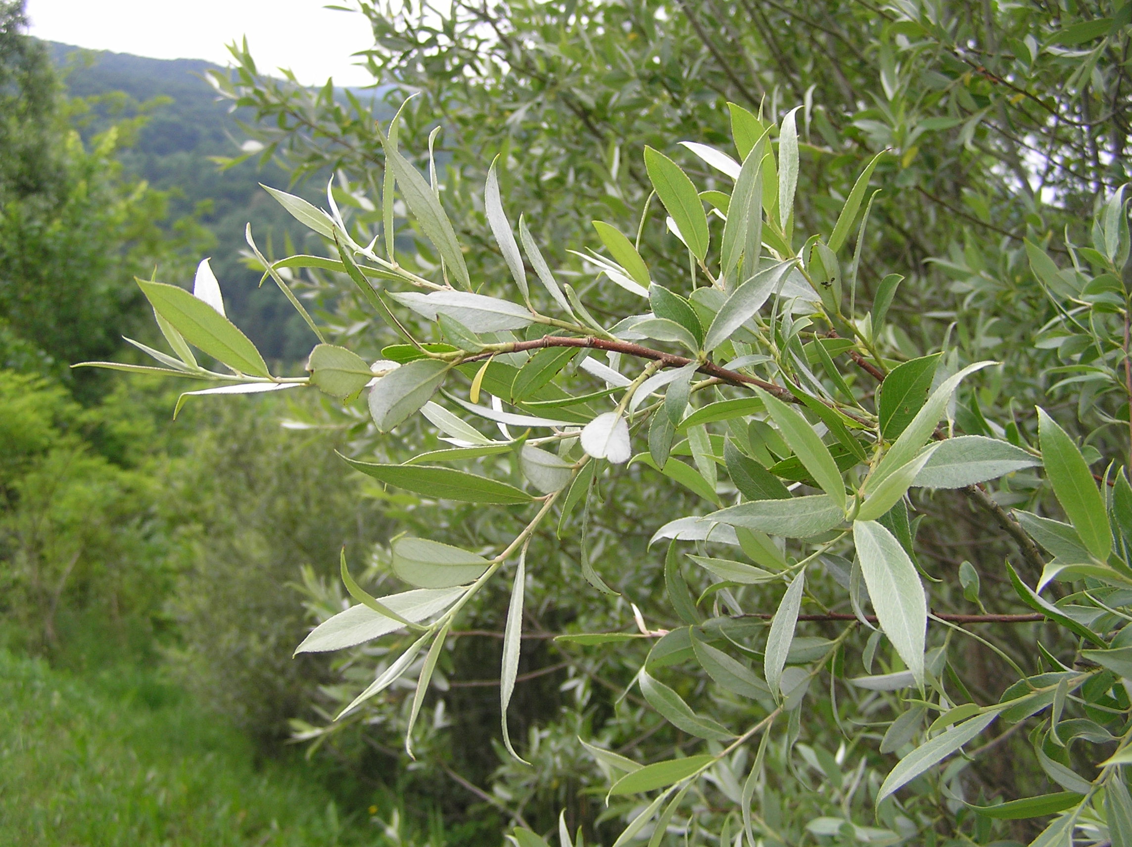 Salix alba - Salice bianco