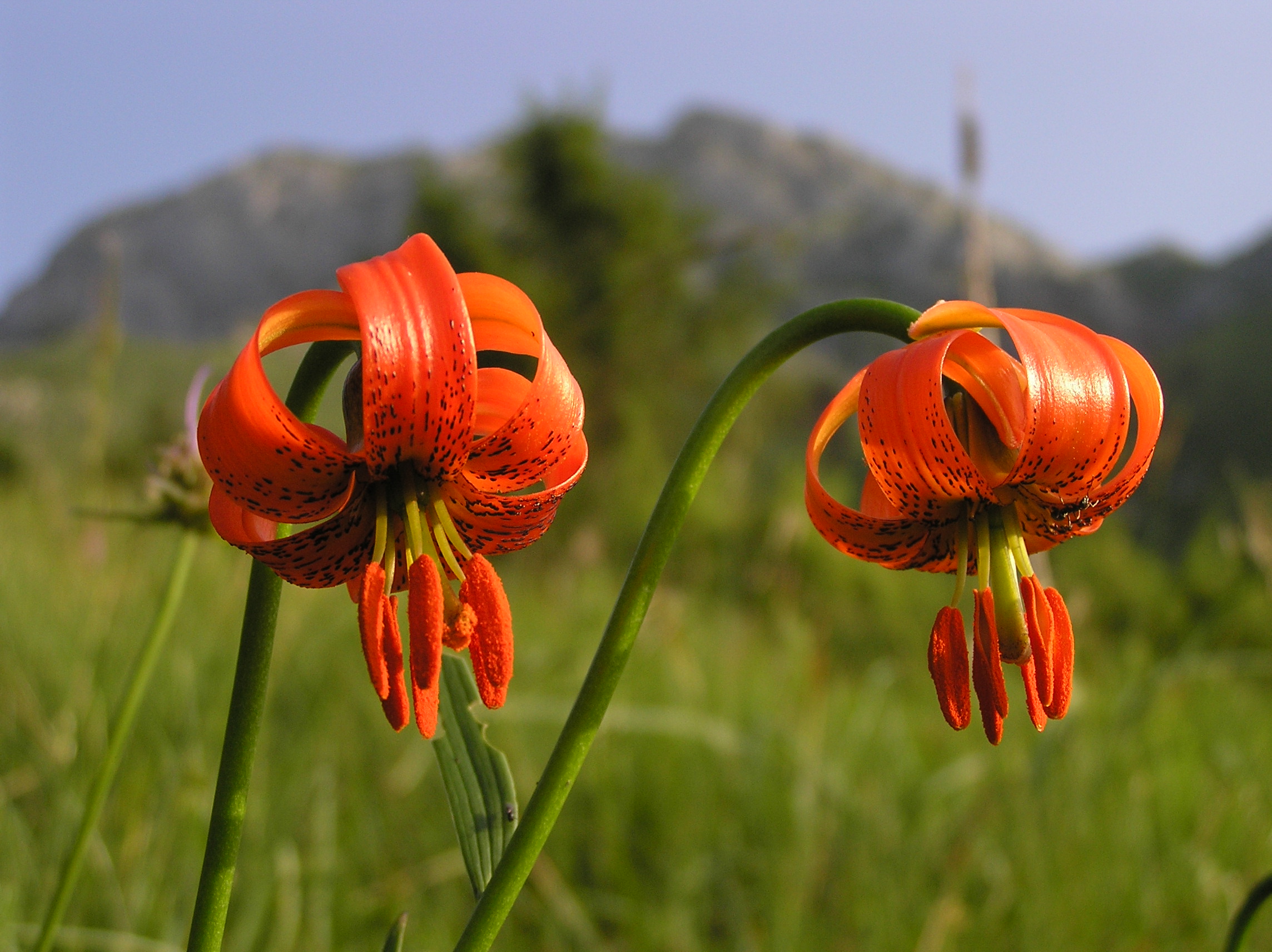 Lilium carniolicum - Giglio della Carniola