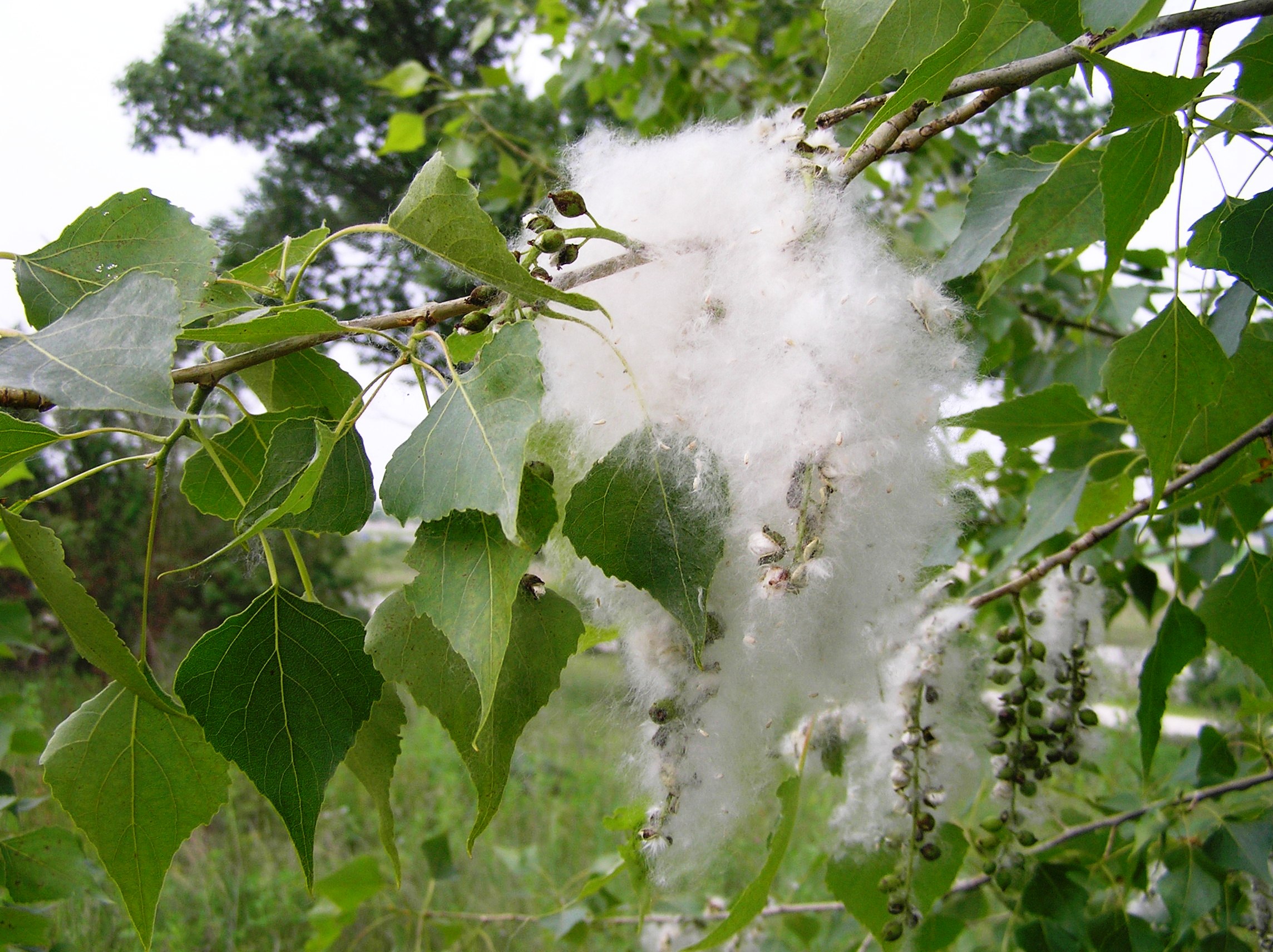 Populus nigra - Pioppo nero