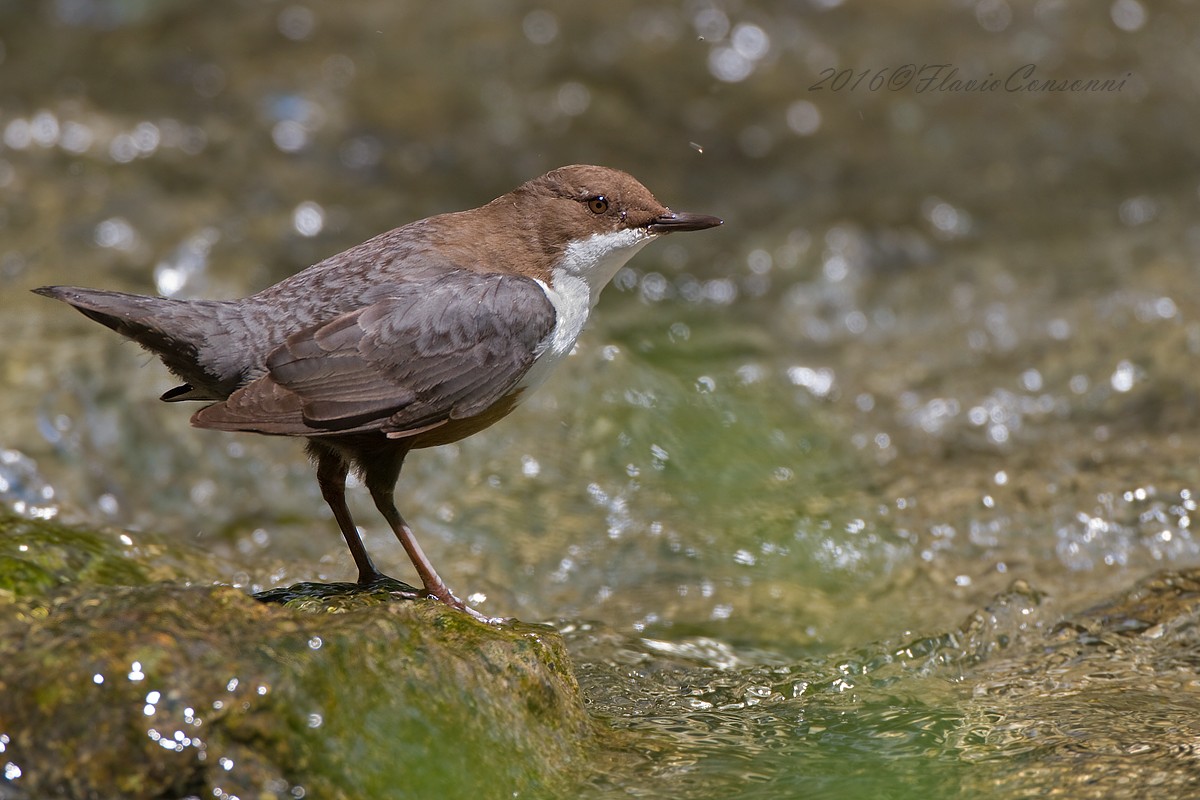 Cinclus cinclus - Merlo acquaiolo